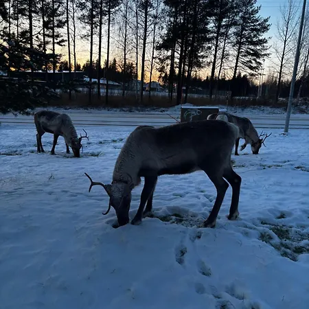 Aurora Glow Rovaniemi